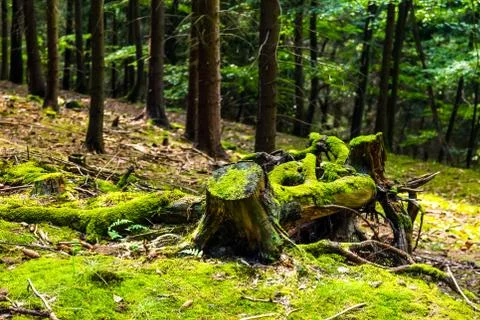The primeval forest with stump Stock Photos