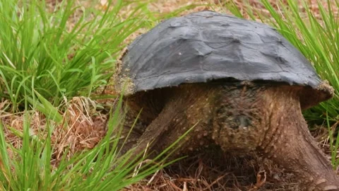 Primeval Snapping Turtle Evaluates Nesting Soil Along Water’s Edge Video stock 325634932