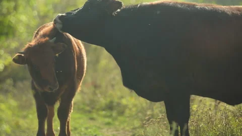 Primitive breed cattle aurochs female licking her calf offspring in steppe Stock Footage 166375758