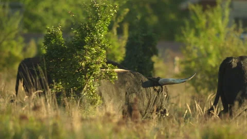 Primitive breed cattle aurochs herd carefully watchful looking around walk out. Stock Footage 166571693
