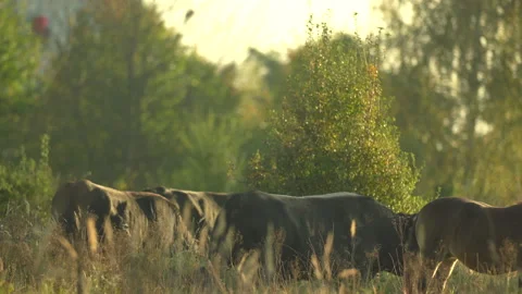 Primitive breed cattle aurochs herd carefully watchful looking around walk out. Stock Footage 166575923
