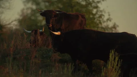 Primitive breed cattle aurochs herd carefully watchful looking around walk out. Stock Footage 166592998