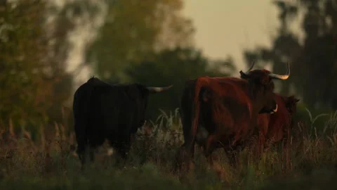Primitive breed cattle aurochs herd carefully watchful looking around walk out. Stock Footage 166593486