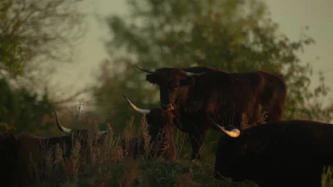 Primitive breed cattle aurochs herd carefully stare estimating posible threats. Stock Footage 166593939