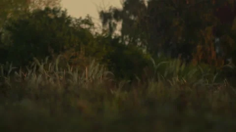 Primitive breed cattle aurochs herd carefully watchful looking around walk out. Stock Footage 166594643