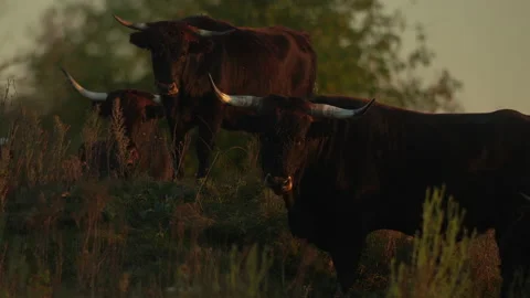Primitive breed cattle aurochs herd carefully stare estimating posible threats. Stock Footage 166595425