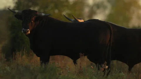 Primitive breed cattle aurochs herd carefully stare estimating posible threats. Stock Footage 166595464