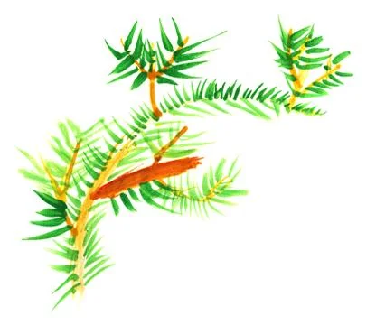 Primitive children's drawing -  fur-tree branch Stock Illustration