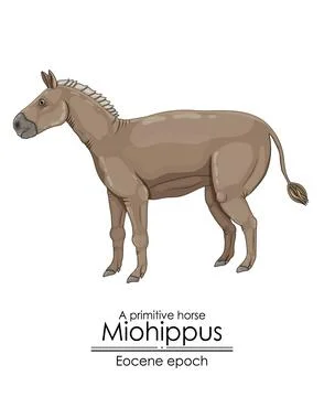 A primitive horse Miohippus Stock Illustration