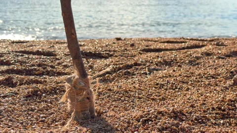 Primitive spear planted in sand on a sunlit beach Stock Footage 342524360