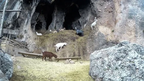 Primitive world, Cattle in the ancient world Stock Footage 72417435