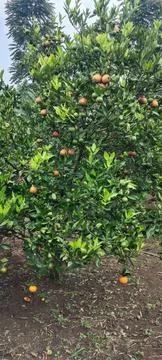 Primont orange Stock Photos