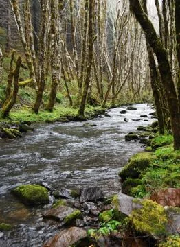 Primordial forrest stream Foto stock