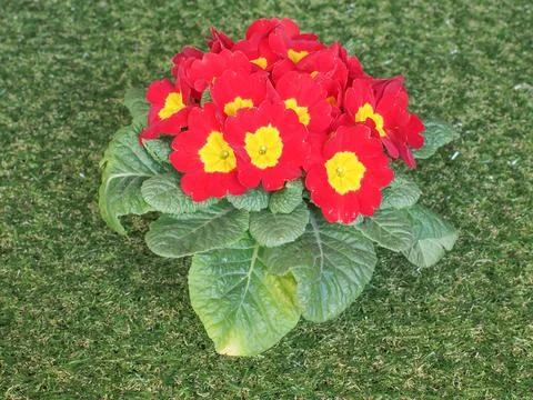 Primose aka Primula flower Foto stock