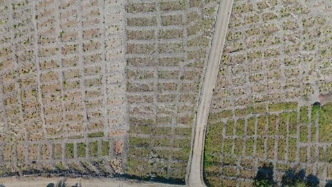 Primošten Bucavac – Forward Drone Down‑Angle Over Olive–Vineyard Crossroad Into Stock Footage 337153729