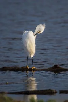 Primping and preening on the pond. Stock Photos