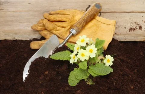 Primrose and gloves Stock Photos