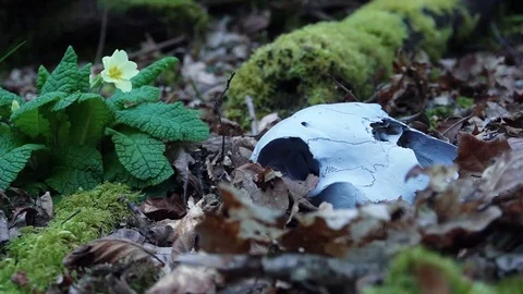 Primrose and Skull Stock Footage 126337843