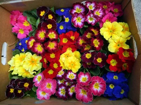 Primrose in a box Stock Photos