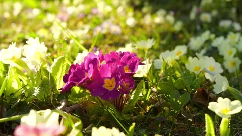 Primrose flower close-up, smooth slider movement, 4K Stock-Footage 320157371