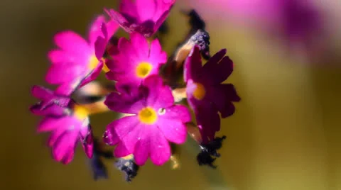 Primrose flower Stock Footage 23716933