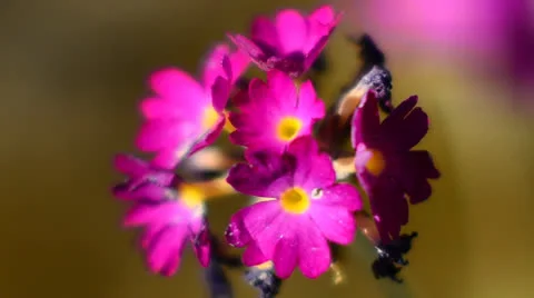 Primrose flower Stock Footage 23717206