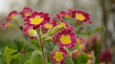 Primrose flower in gentle wind. Stock Footage 44642075