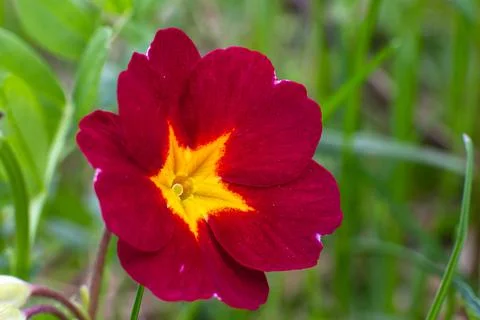 Primrose flower Stock Photos