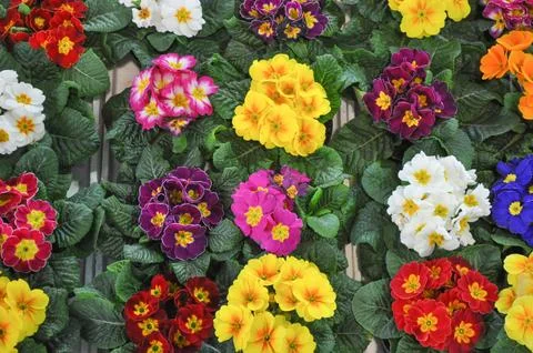 Primrose flower Stock Photos