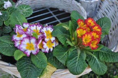 Primrose flower Foto stock