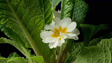 Primrose Flower Time-Lapse Video stock 63167973