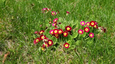 Primrose flowers Stockbeeldmateriaal 452109