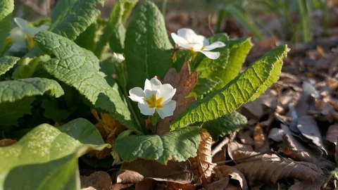 Primrose flowers in the forest Video stock 129876423