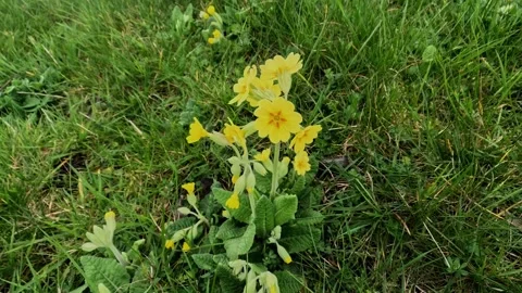 Primrose 库存影片 332109044