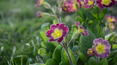Primrose on garden in wind with defocused background. Stock Footage 44641602