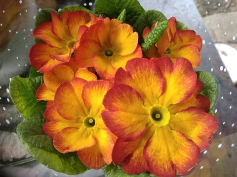 Primrose gift Foto stock
