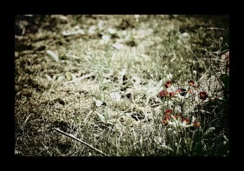 Primrose in the grass Stock Photos