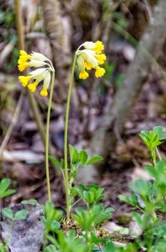 Primrose grows on the Meadow Stock Photos