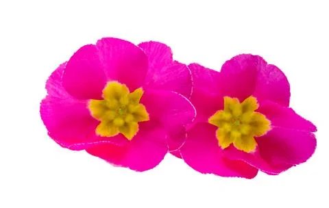 Primrose isolated Stock Photos