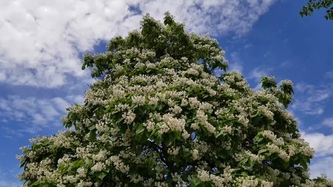 Primrose Lilac Stock Footage 91192428