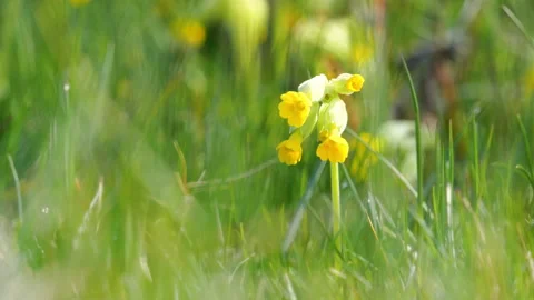 Primrose on a meadow during spring Stock Footage 152679289
