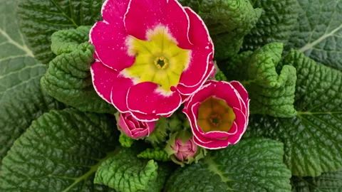 Primrose opening timelapse Video stock 150063593