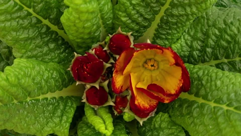 Primrose opening timelapse Stock Footage 163155054