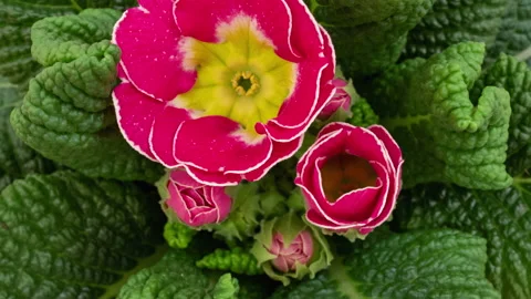 Primrose opening timelapse Stock Footage 163164637