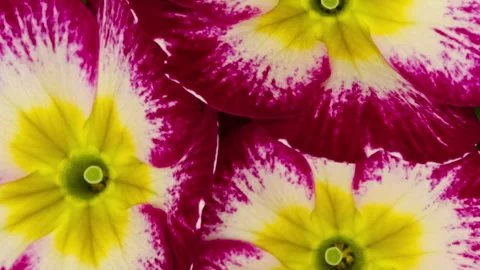 Primrose opening timelapse Video stock 297784523
