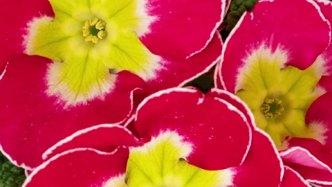 Primrose opening timelapse Stock Footage 344900005