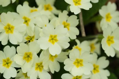 Primrose in a park Stock Photos