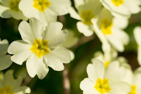 Primrose in a park Stock Photos