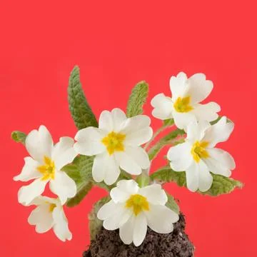 Primrose Stock Photos
