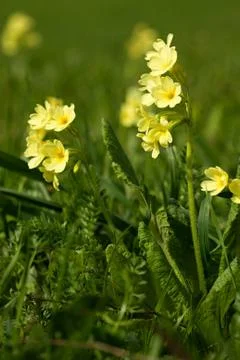 Primrose Foto stock